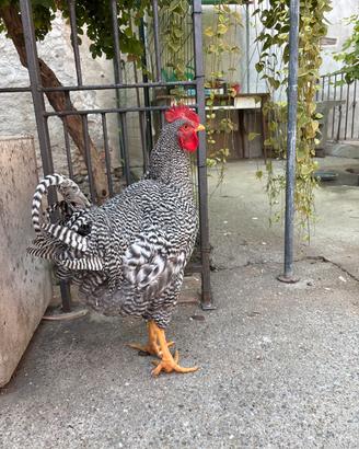 Gallo Amrock
