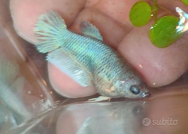 Betta femmine plakat e HMPK