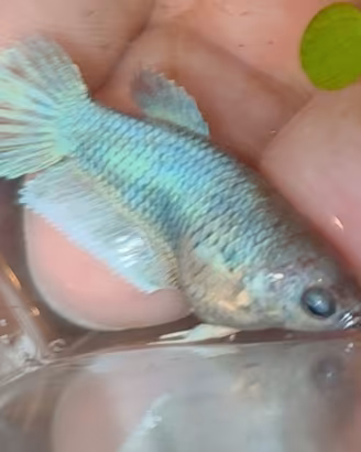 Betta femmine plakat e HMPK