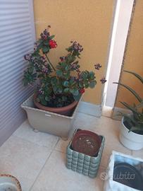 Vaso più pianta Kalancoe più due vasi piccoli 