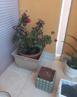 Vaso più pianta Kalancoe più due vasi piccoli 