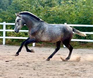 Cavallo spagnolo andaluso