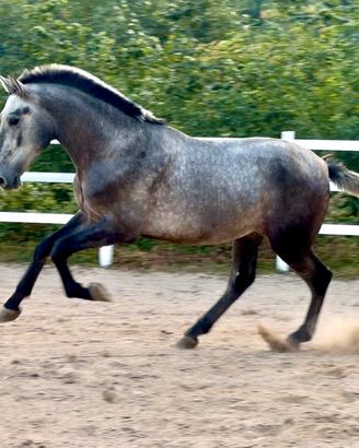 Cavallo spagnolo andaluso