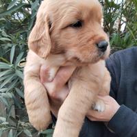 Cuccioli Golden Retriever alta genealogia