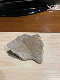 fossile conchiglia autentico