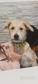 Cane Spinone-Pastore del lagorai