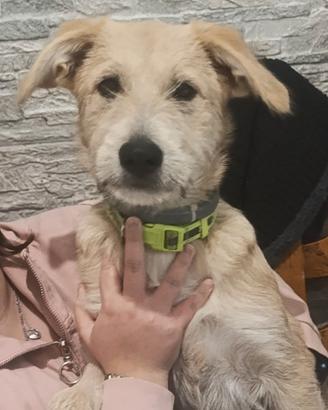 Cane Spinone-Pastore del lagorai