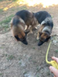 Cuccioli di pastore tedesco