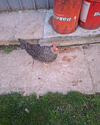 Vendita galline