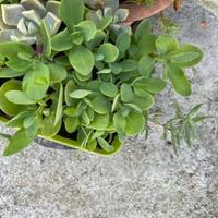 Piantine di sedum