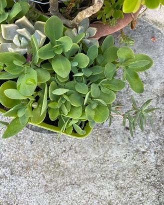 Piantine di sedum