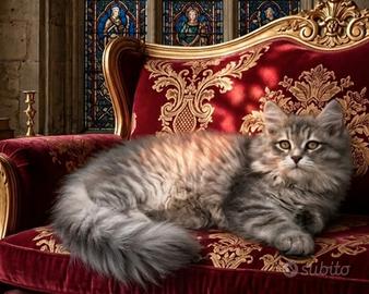 Gattini siberiani con pedigree