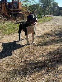 Staffordshire bull terrier