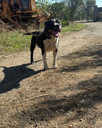 Staffordshire bull terrier