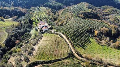 Terreno