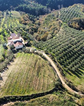 Terreno
