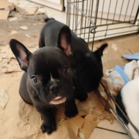 Bulldog francese