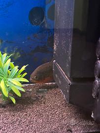 Piranha ventre rosso