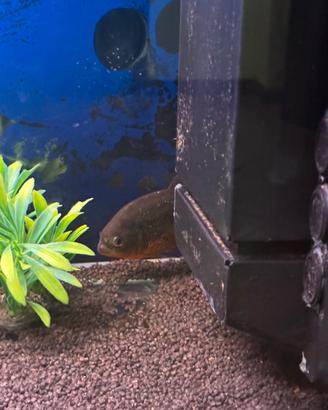 Piranha ventre rosso