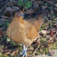 Gallina e gallo americani - coppia