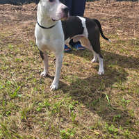 Amstaff con pedigree x monta