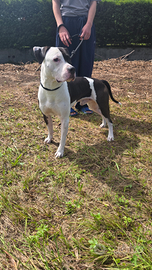 Amstaff con pedigree x monta