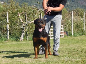Rottweiler femmina