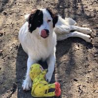 Cucciolo in adozione