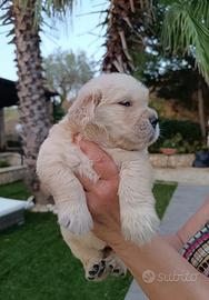 Cuccioli golden retriever con pedigree