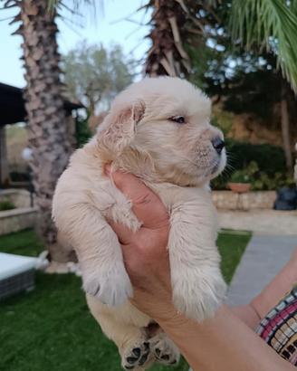 Cuccioli golden retriever con pedigree