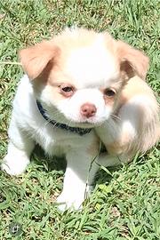 Cuccioli di piccola taglia