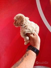 Maltipoo maschio quasi quattro mesi