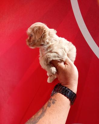 Maltipoo maschio quasi quattro mesi