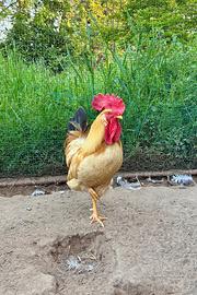 Gallo biondo piemontese