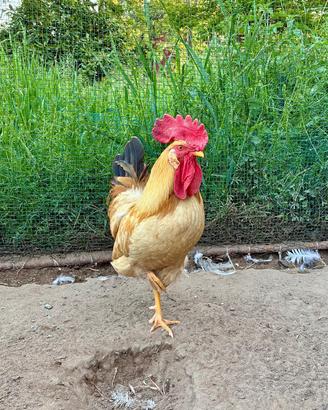 Gallo biondo piemontese
