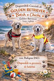 Golden Retriever Linea inglese