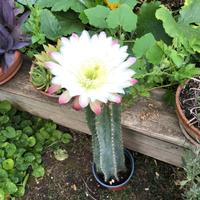 Cereo del Perù 20 cm