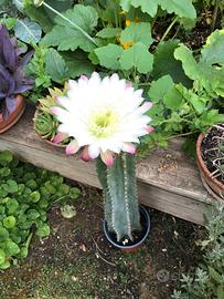 Cereo del Perù 20 cm