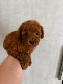 Cucciolo barboncino Toy