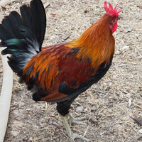 Gallo di siciliana coronata