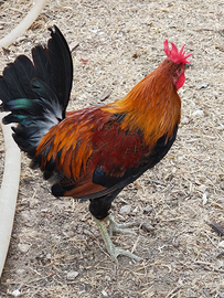 Gallo di siciliana coronata