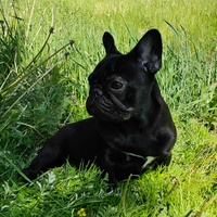 Bulldog Francese femmina con Pedigree ENCI 1 anno