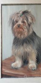 RITRATTO DI CANE YORKSHIRE , OLIO SU TELA .