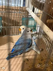 Pappagalli Inseparabili