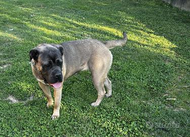 Femmina di cane corso con pedigree Enci