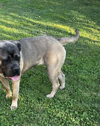 Femmina di cane corso con pedigree Enci