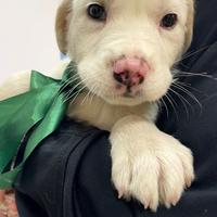 Cucciolo maschio meticcio Labrador tipo vaccinato