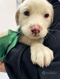 Cucciolo maschio meticcio Labrador tipo vaccinato