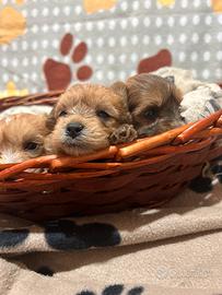 Maltipoo disponibili