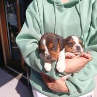 Cuccioli di beagle